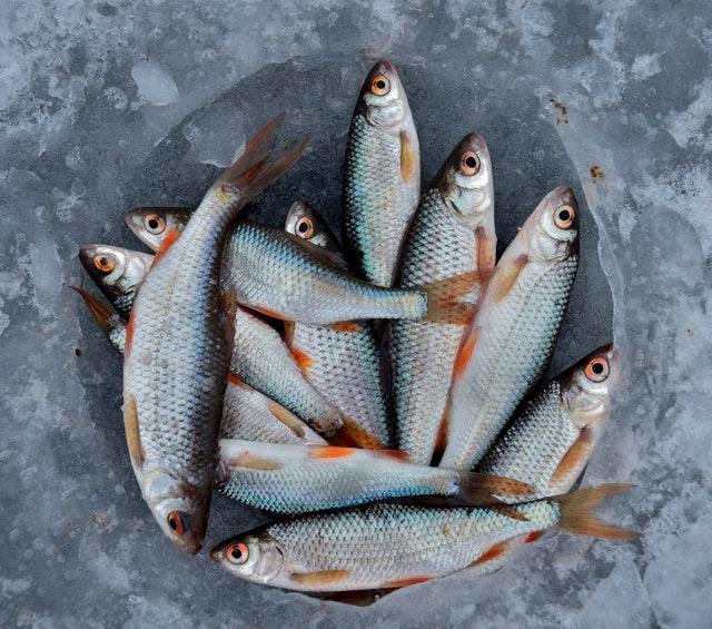 Fisk i Sverige